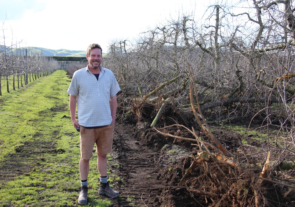 Some of Hawke’s Bay’s Oldest Apple Trees are Pulled Out Attn Marketing pr
